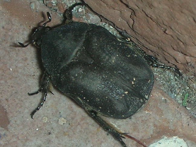 Id Cetoniidae nero: Protaetia morio